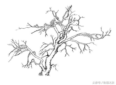 廣西省會 樹要怎麼畫